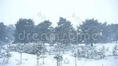 暴<strong>风雪</strong>，森林，冬季暴<strong>风雪</strong>，圣诞树和松林景观